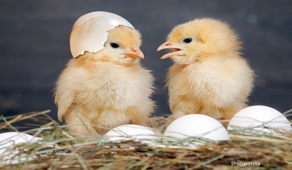 Ayam atau Telur Lebih Dulu? Ini Jawabannya